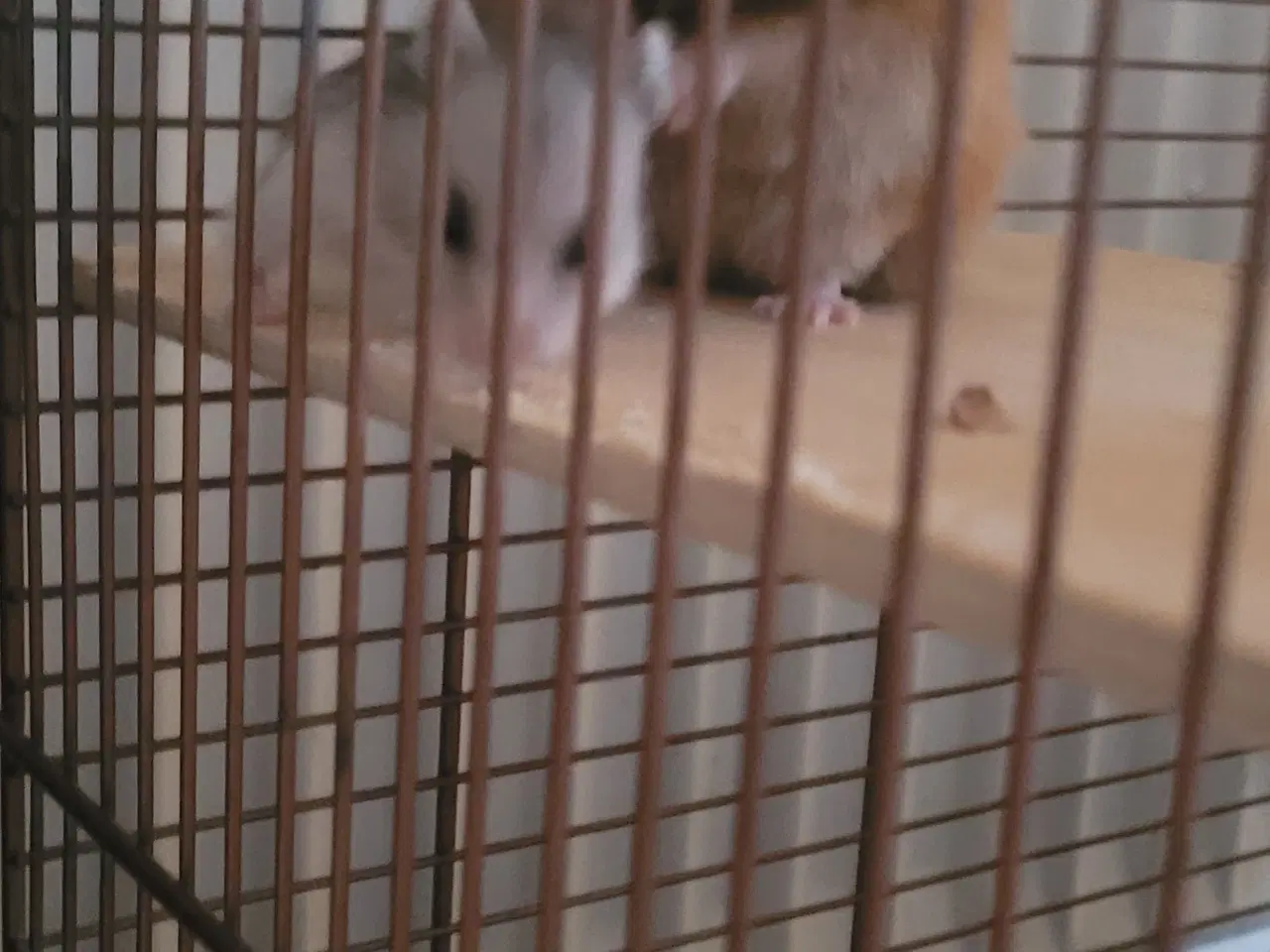 Billede 4 - Guldhamster unger