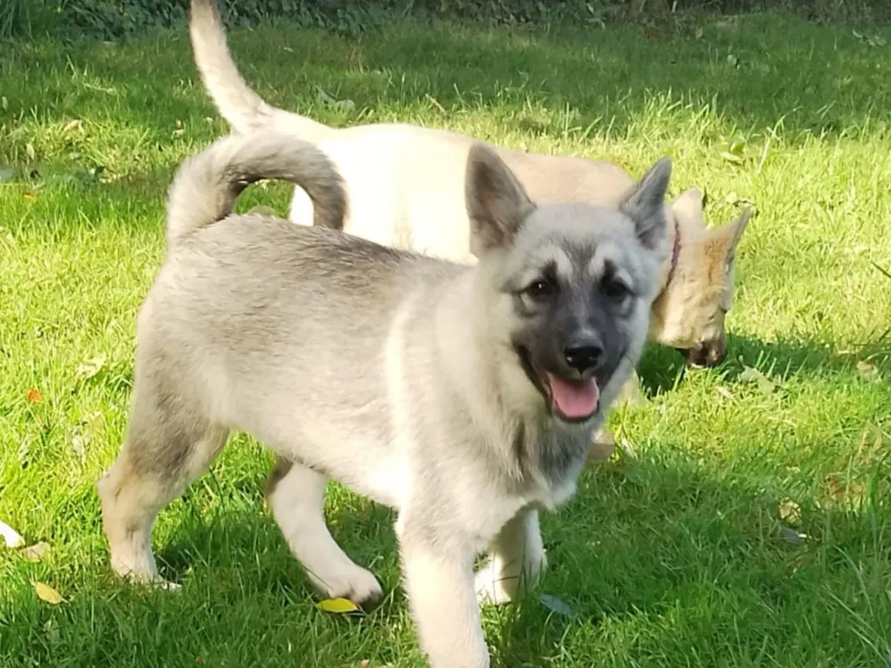Billede 5 - Husky blandinger 