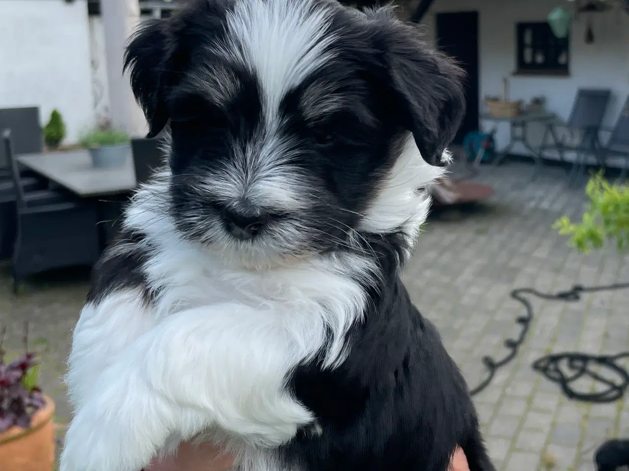 Billede 3 - Dejlige Bichon Havanais hvalpe