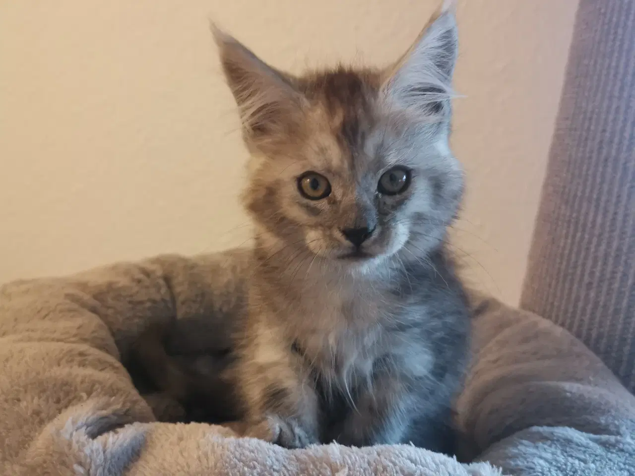 Billede 3 - Mainecoon dreng 