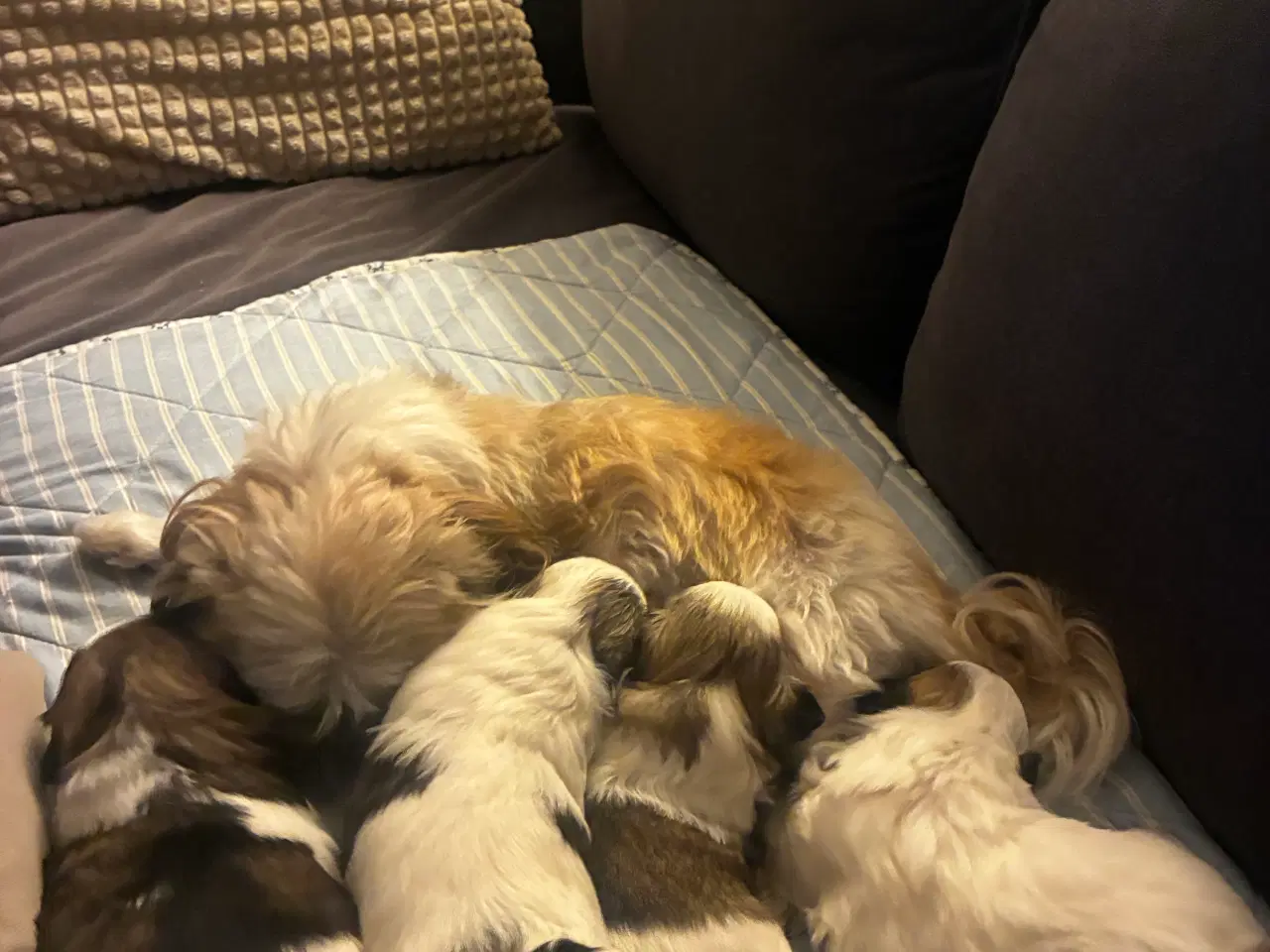 Billede 4 - Skønne Shih Tzu hvalpe