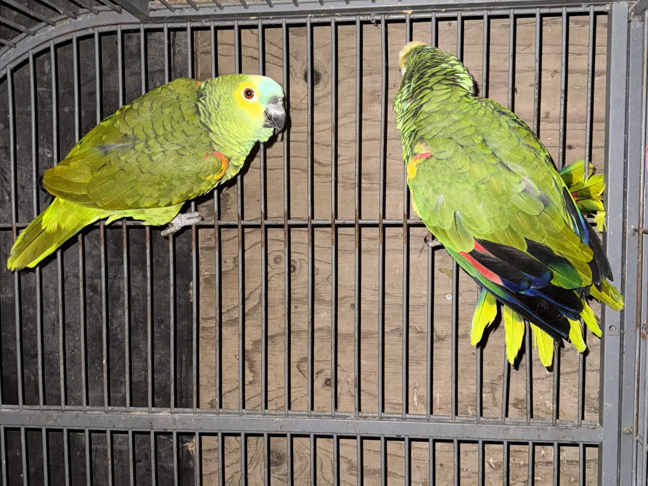 Billede 2 - Blåpandet Amazonepapegøjer