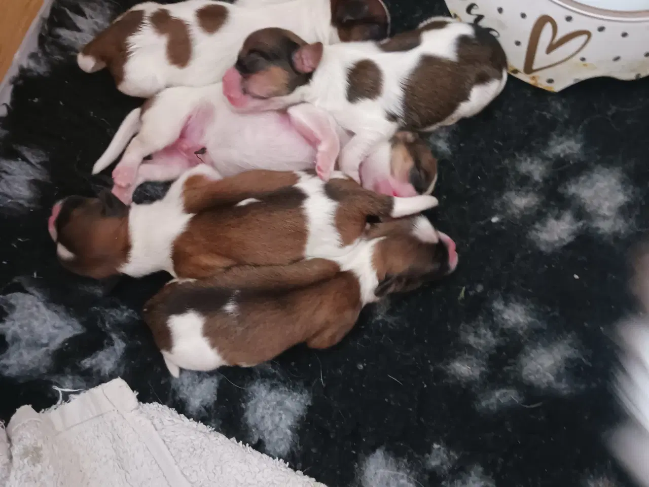 Billede 3 - Lhasa apso/sitzu 