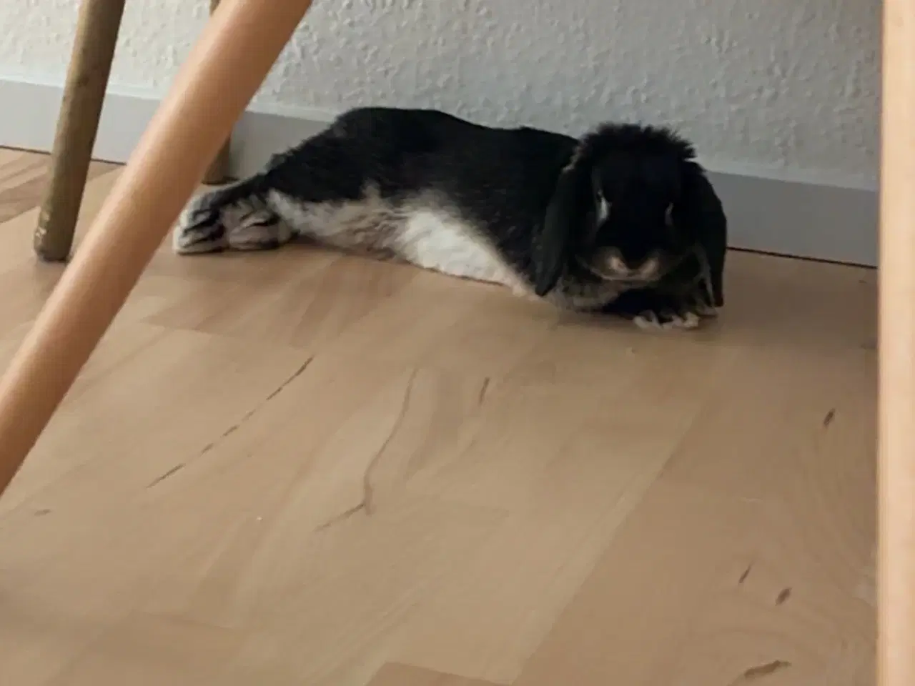 Billede 4 - Max søger nyt og kærligt hjem 