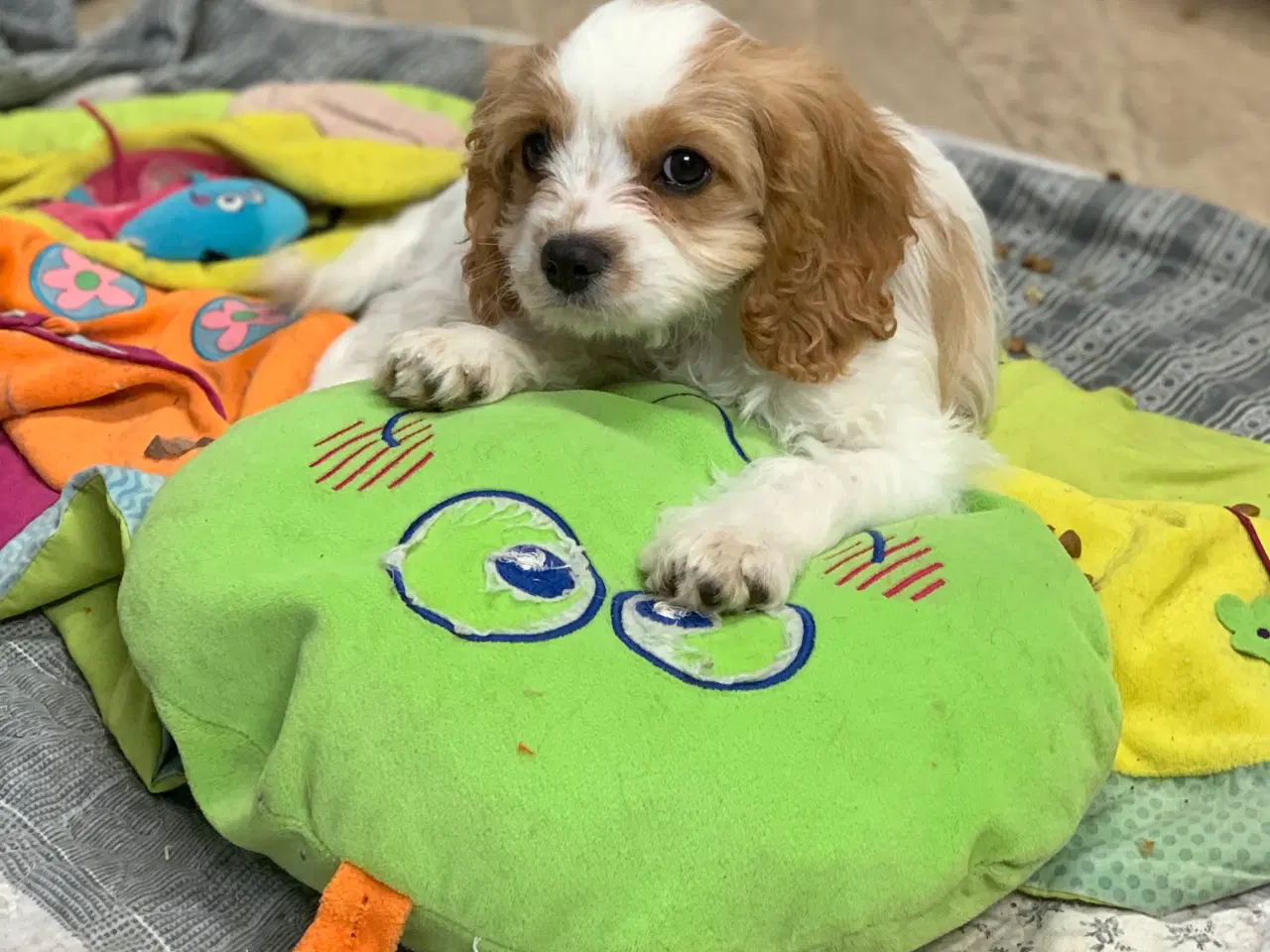 Billede 17 - Den yndigste cavapoo dreng er rejseklar 