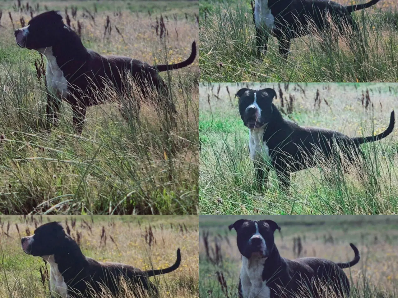 Billede 1 - Xl bully han