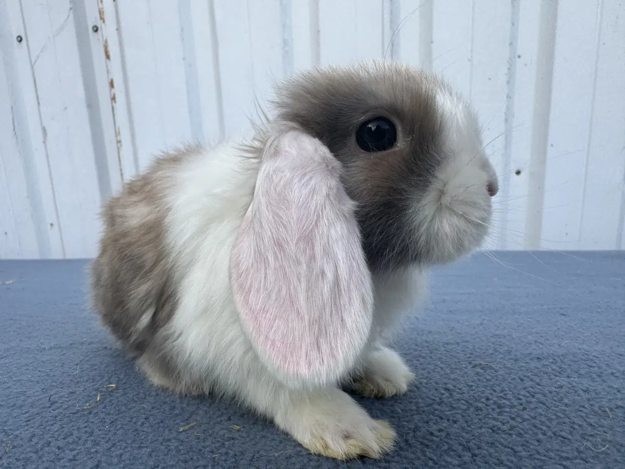 Billede 3 - Dværgvædder/Mini lop hunkanin