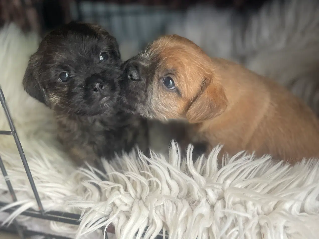 Billede 14 - Fransk cavapoo søger ny sofa arm🥰