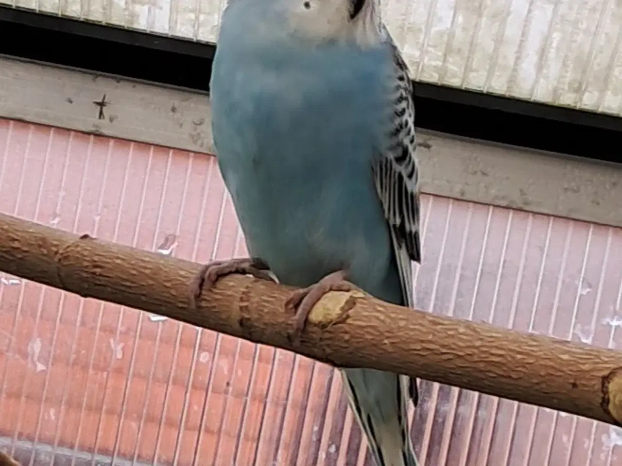 Billede 3 - Undulatunger