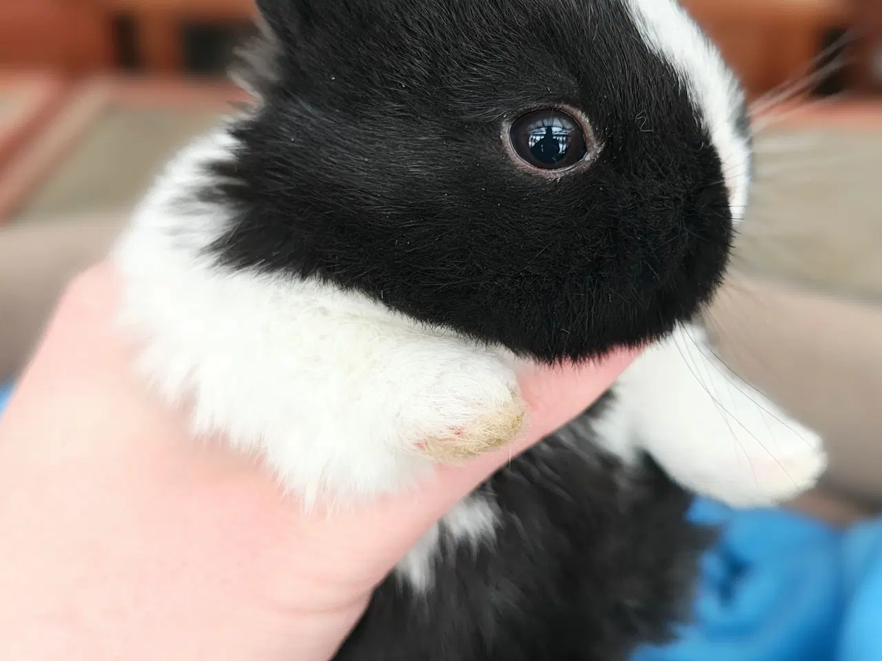 Billede 6 - Hermelin kaninunge sælges 