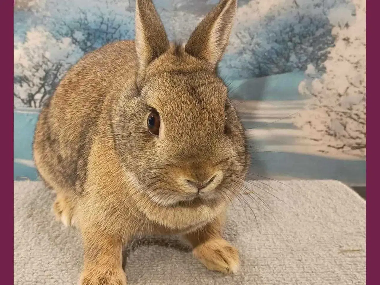 Billede 1 - vaccineret hun kanin pige