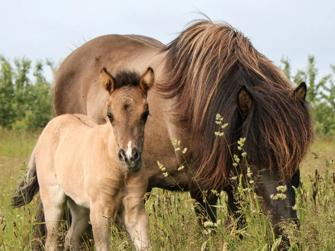 Billede 9 - Skønneste islænder hoppeføl!