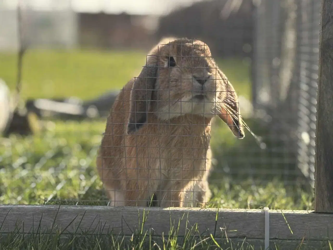 Billede 3 - Sød og kælen dværgvædder