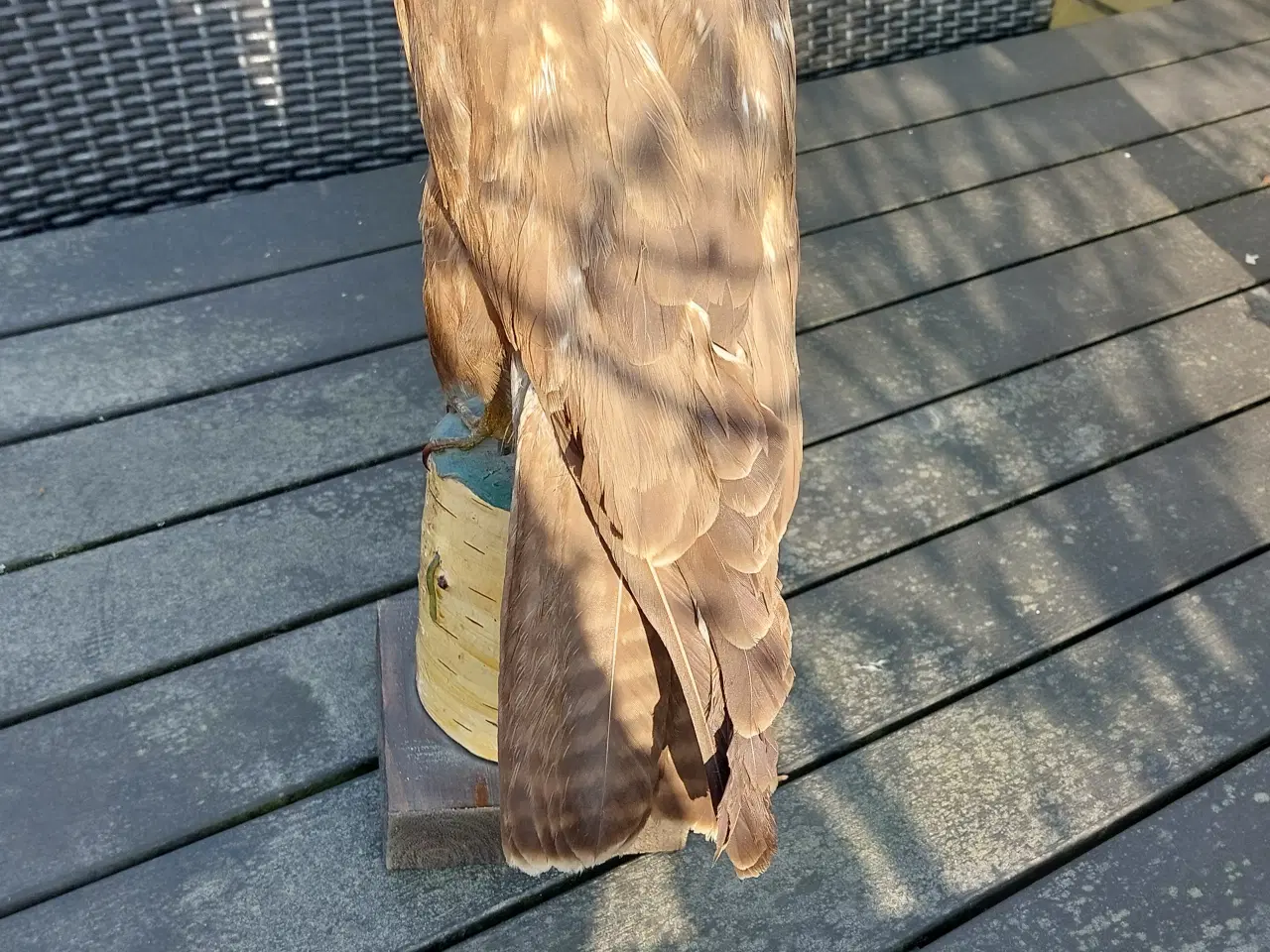 Billede 3 - Udstoppet musvåge