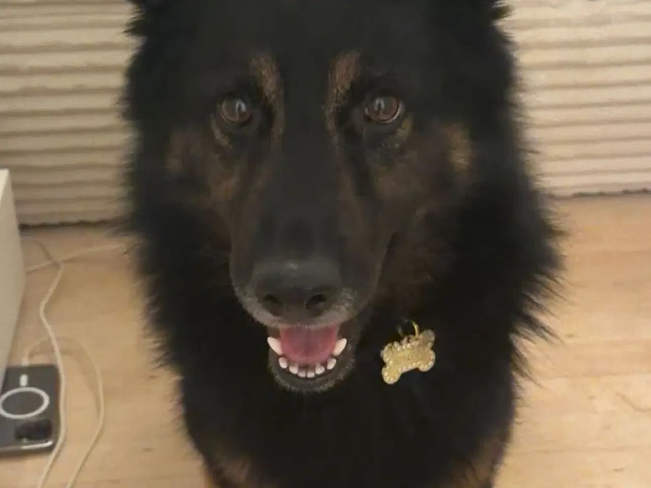 Billede 1 - Søde Scooby søger nyt hjem