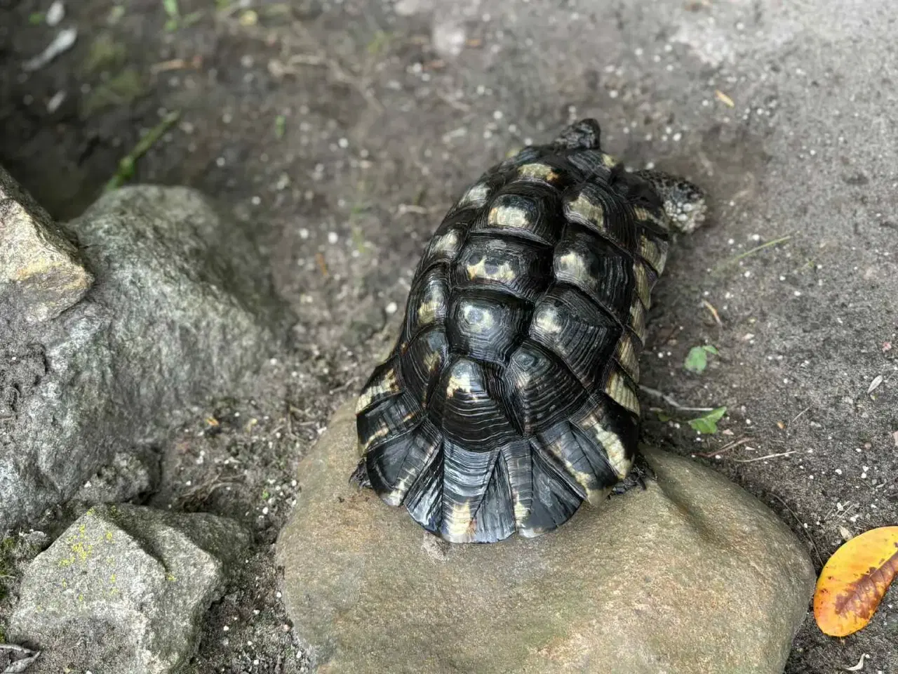 Billede 5 - 2 Han Bredrandet Landskildpadder