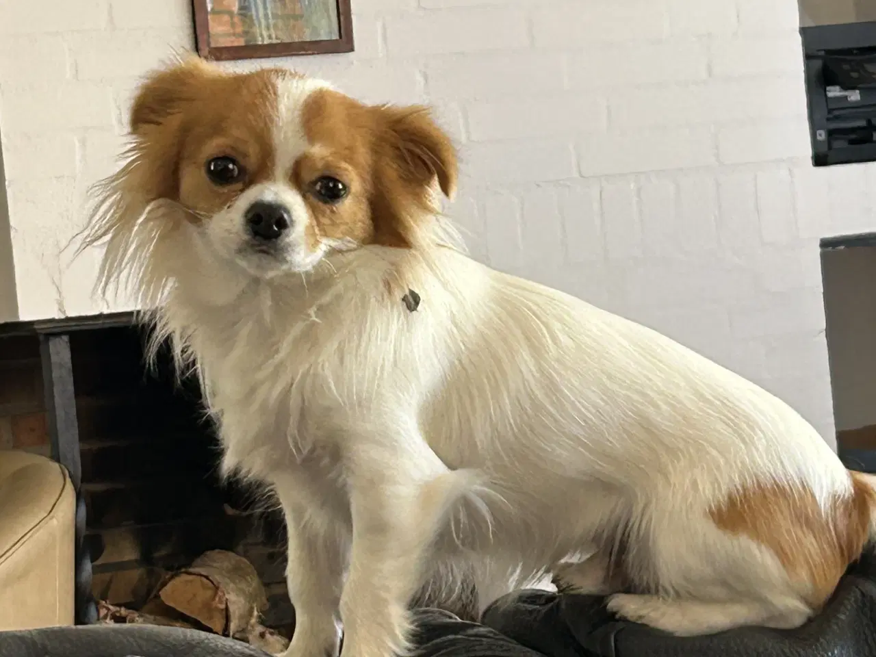 Billede 5 - Chihuahua han søger ny familie 