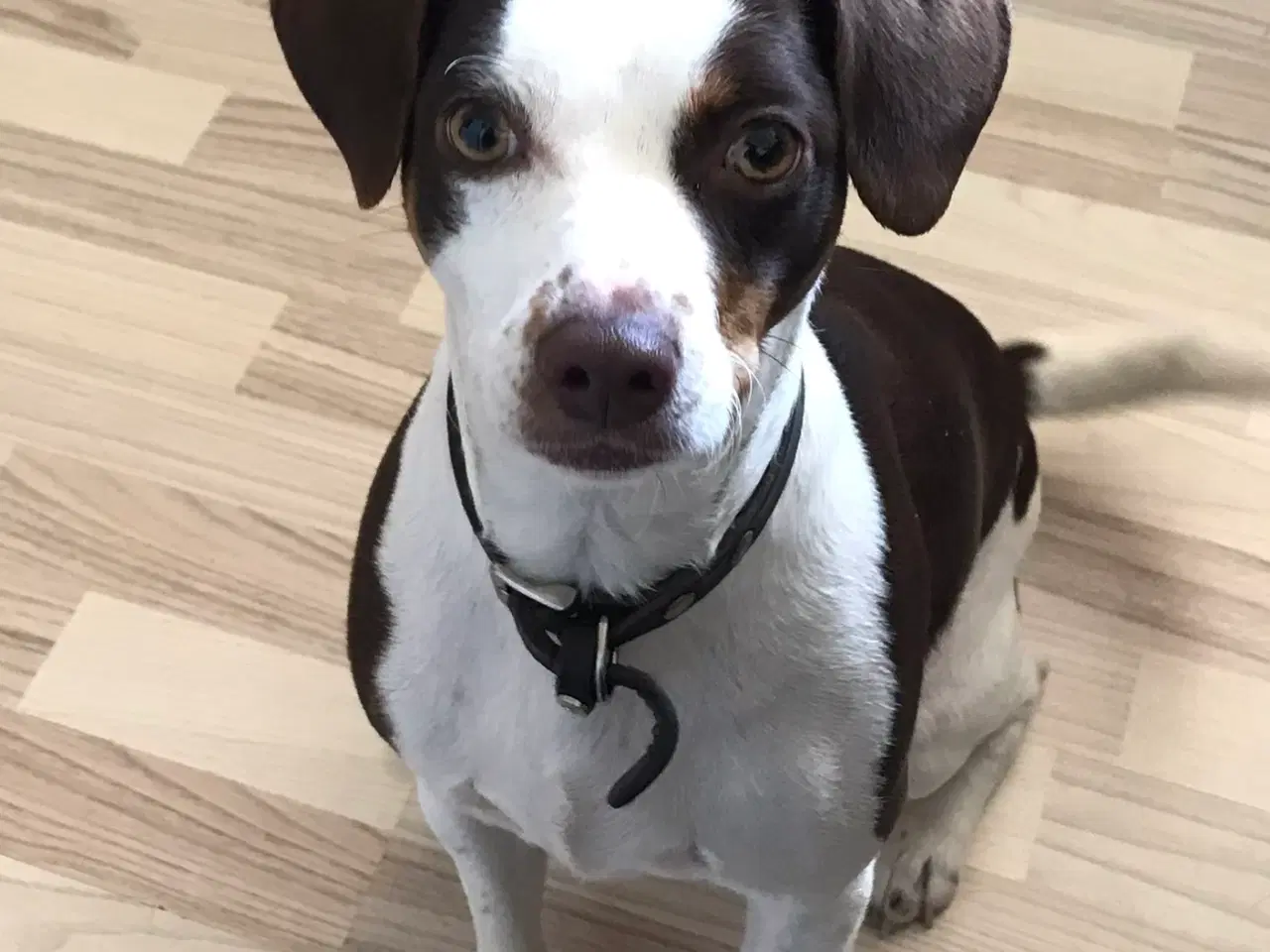 Billede 1 - Hvalpe klar til at få nyt hjem den 5. december