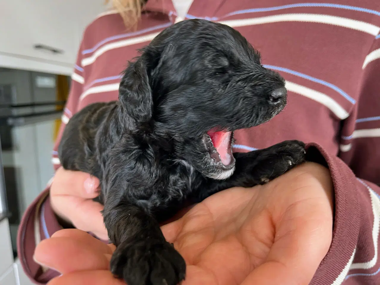Billede 4 - Cockerpoo f1b