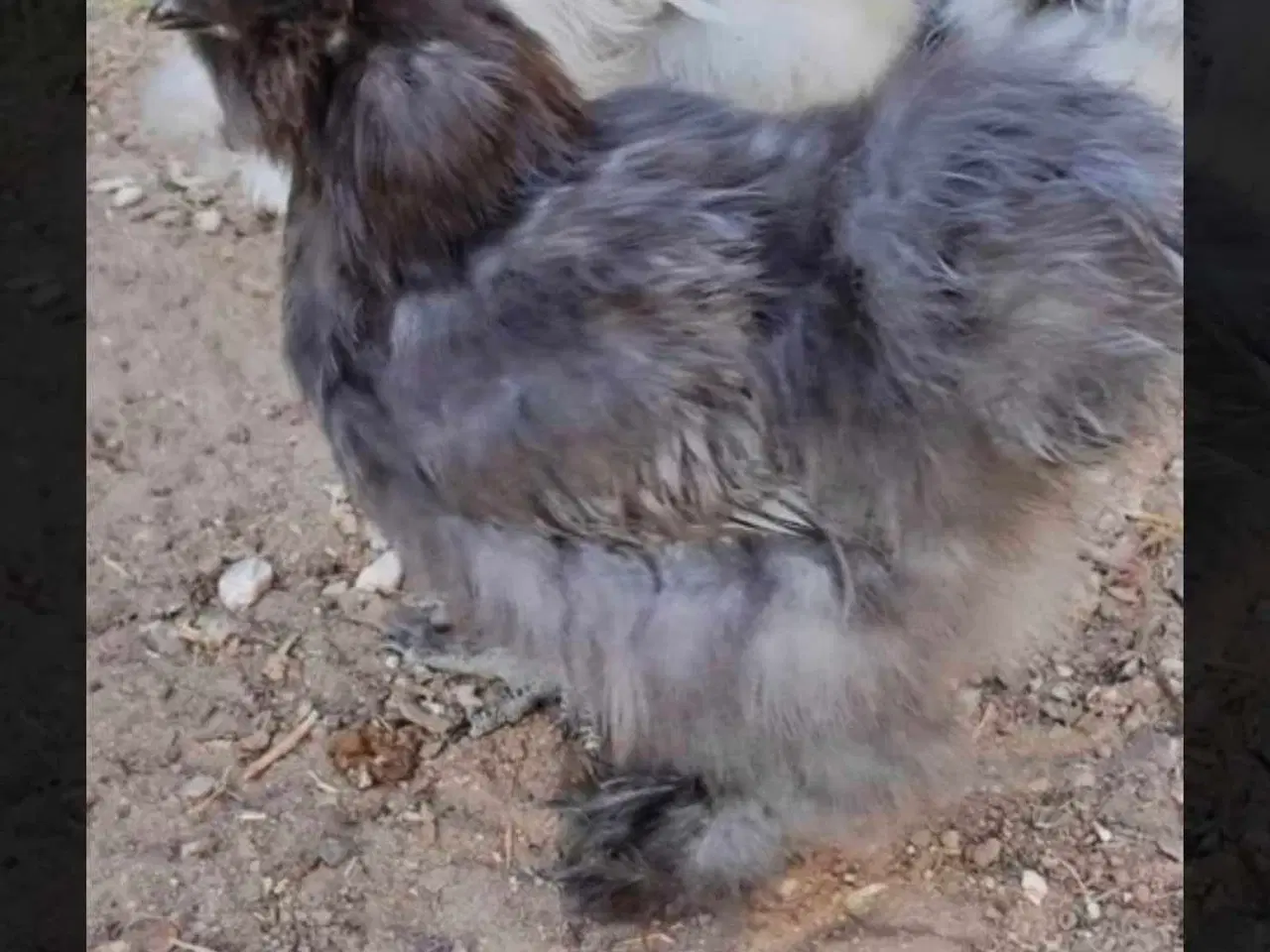 Billede 17 - Kyllinger silkehøns 
