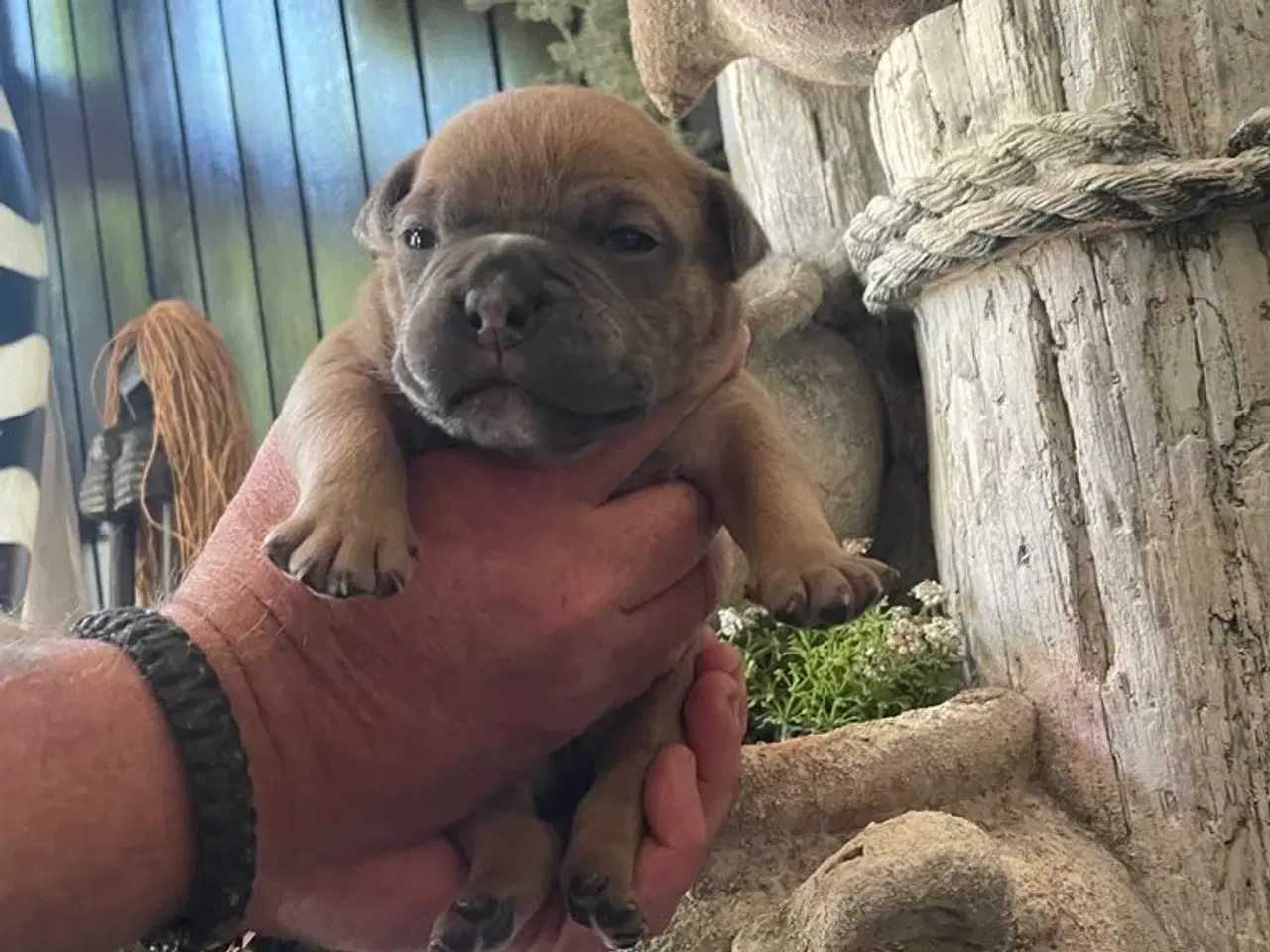 Billede 5 - New english bulldog