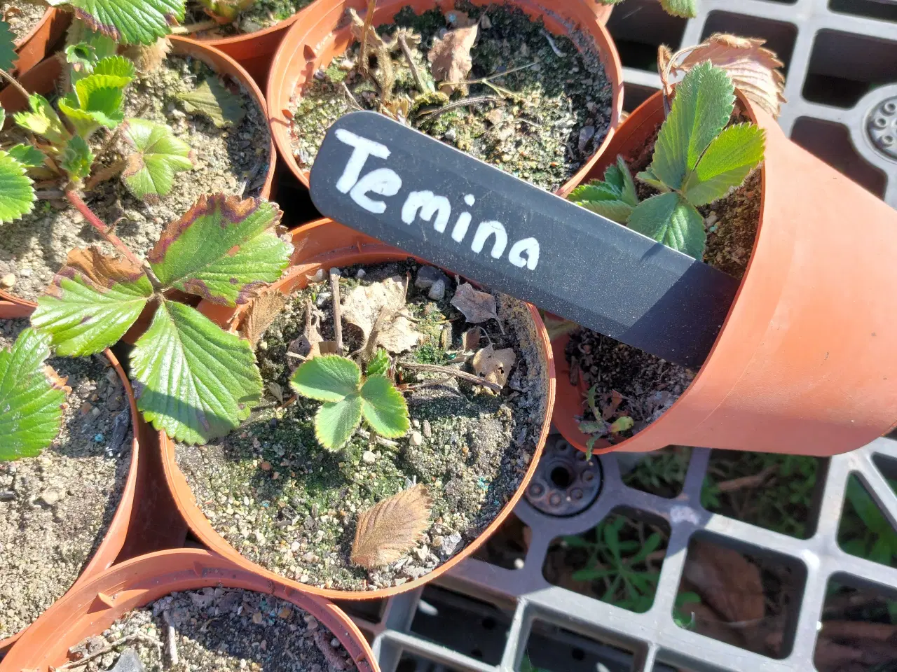 Billede 3 - Jordbærplanter I potter