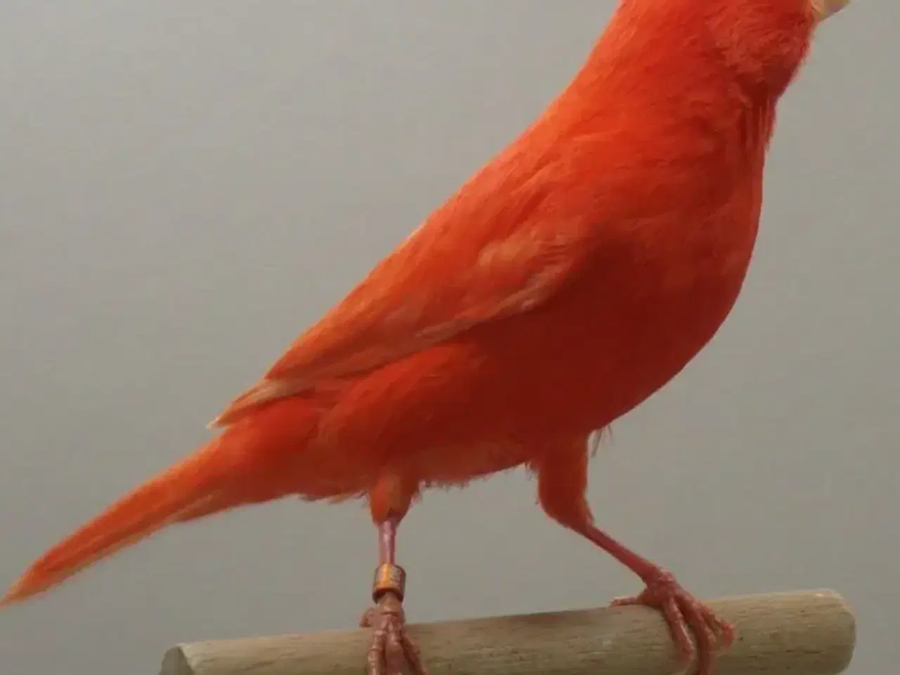 Billede 2 - Rød kanarie fugl købes.