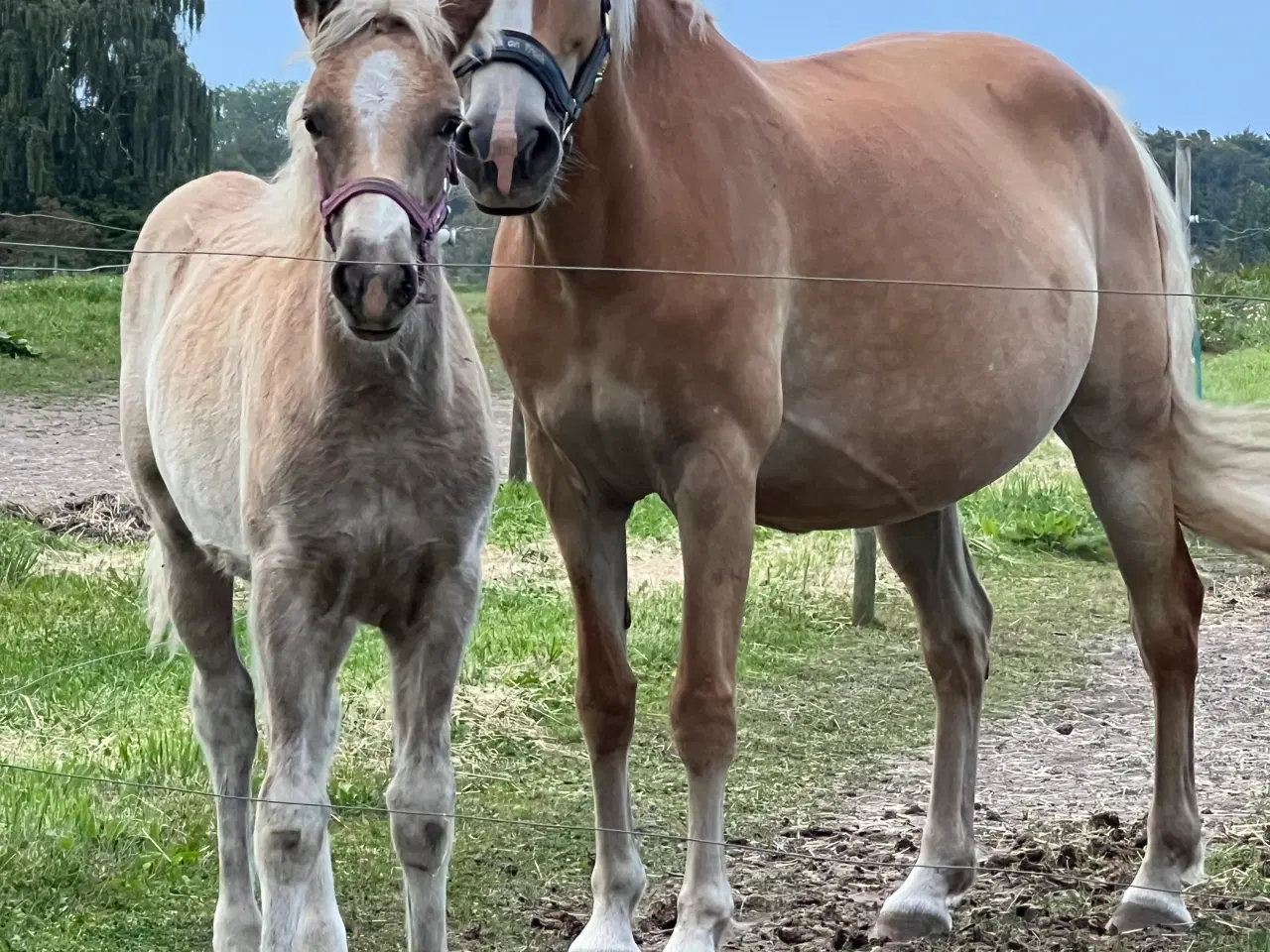 Billede 2 - Haflinger hoppeføl 
