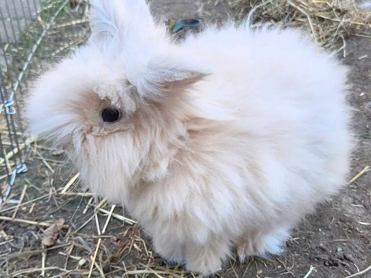 Billede 3 - Dværg teddy 