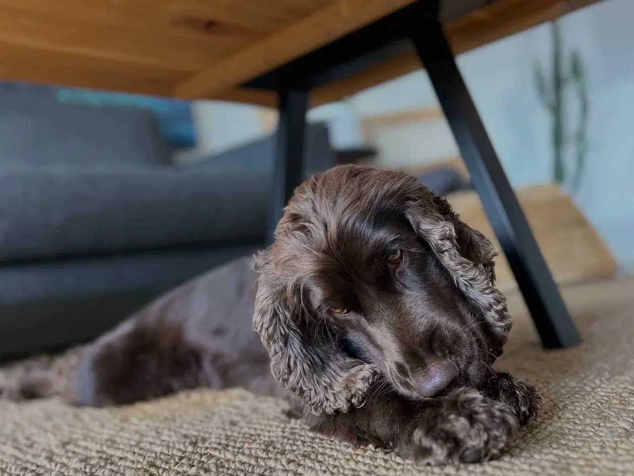 Billede 14 - Smukke Cockerhvalpe