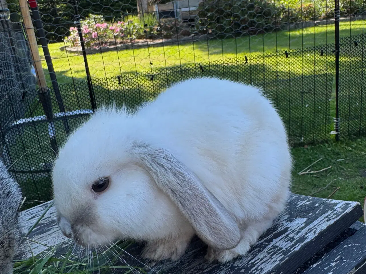 Billede 3 - Mini lop kanin unge