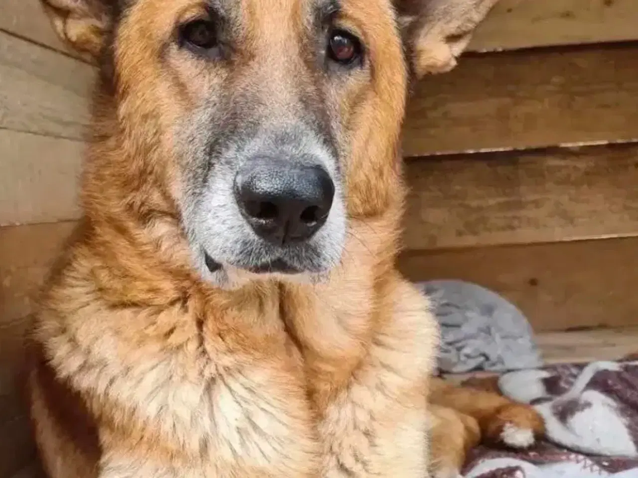 Billede 7 - Sara søger sit otium