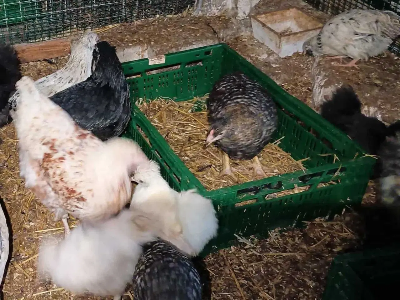 Billede 7 - Blænding race  Varmefri kyllinger  for Multi farve