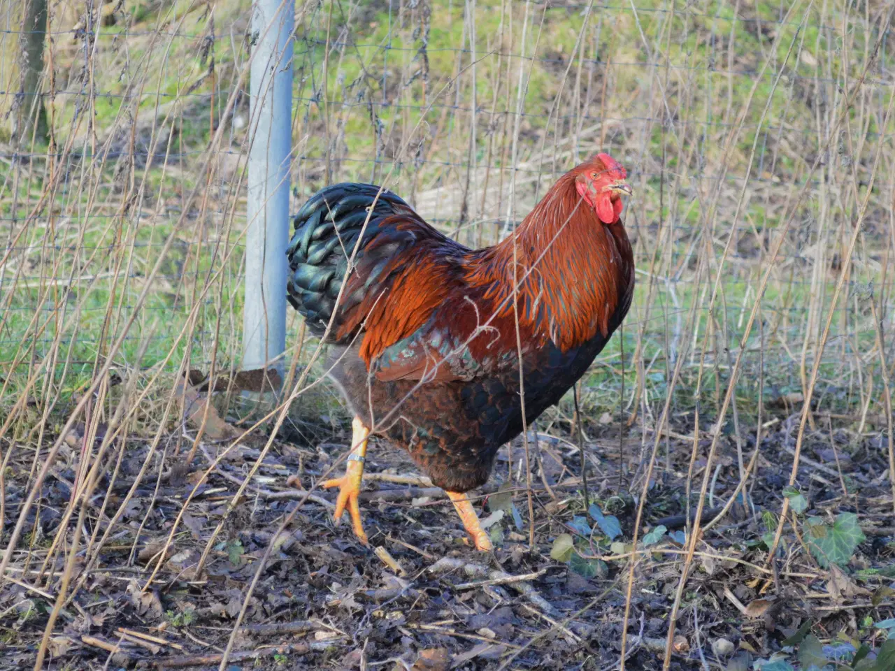 Billede 10 - høns avlstamm store Wyandotter guld-sortbåndet