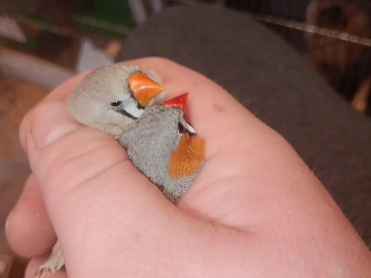 Billede 2 - Timor zebra