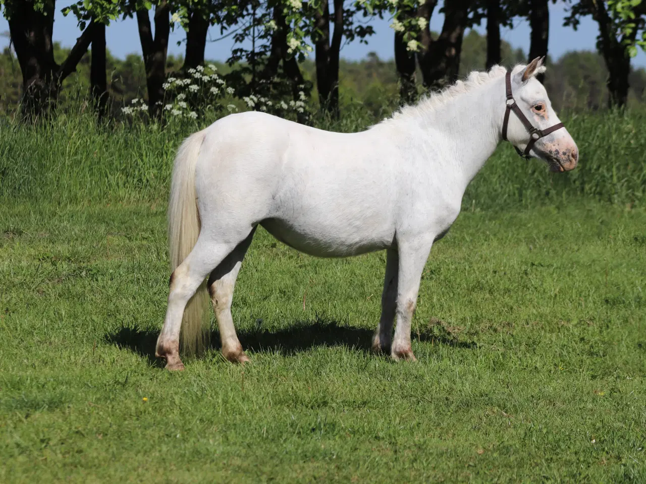 Billede 2 - Kåret Kat. 3 knabstrupper pony hoppe