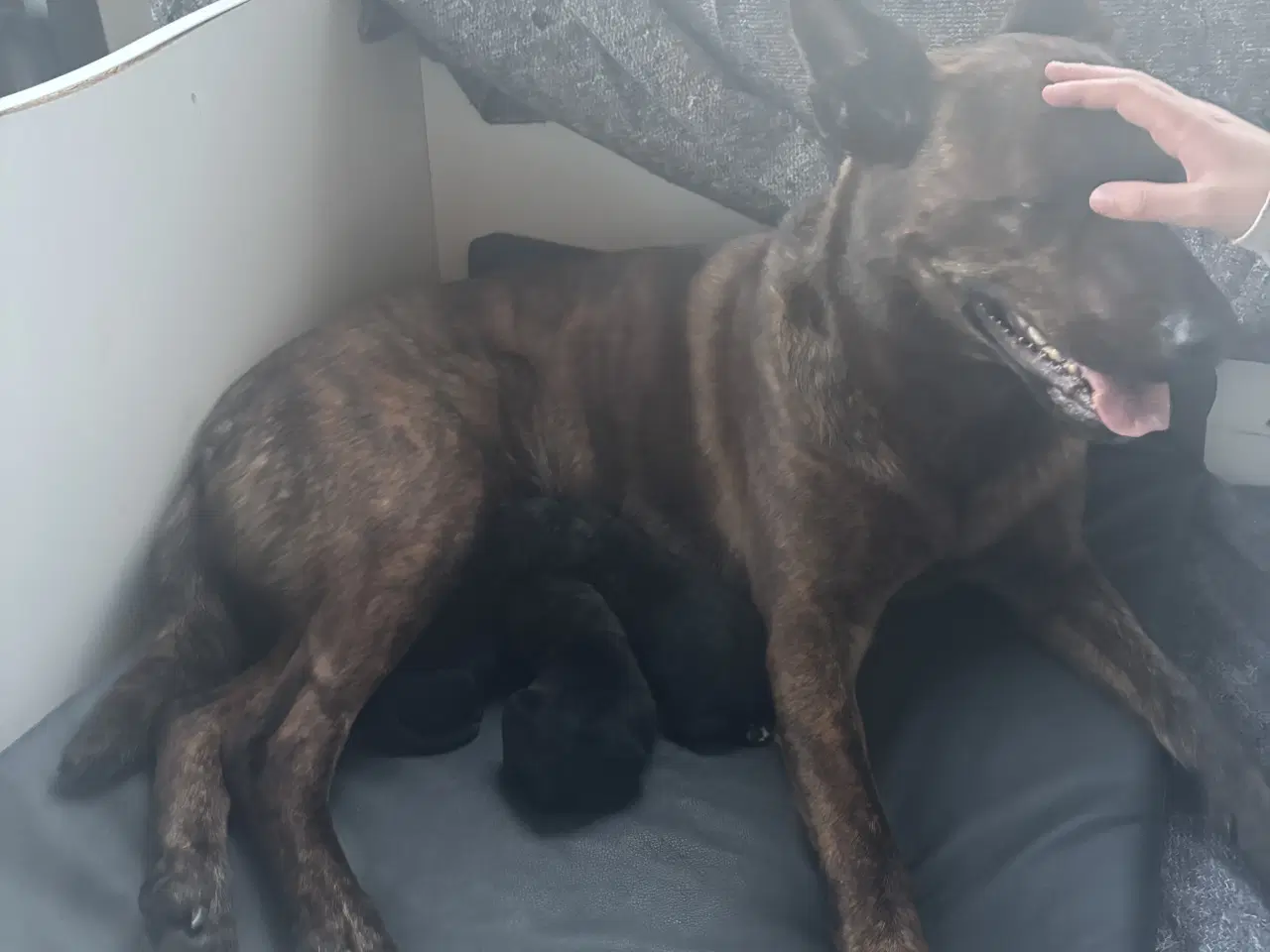 Billede 2 - Hundehvalpe - Labradorblanding. 