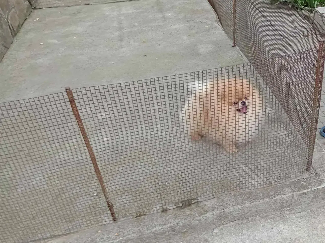 Billede 13 - Pomeranian hvalpe