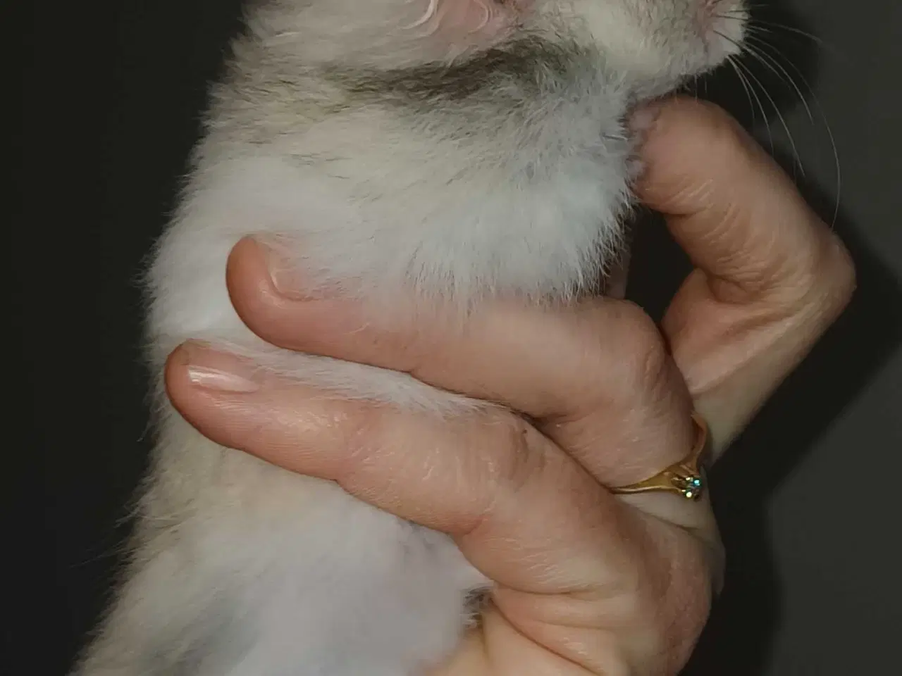 Billede 8 - Guldhamster unger