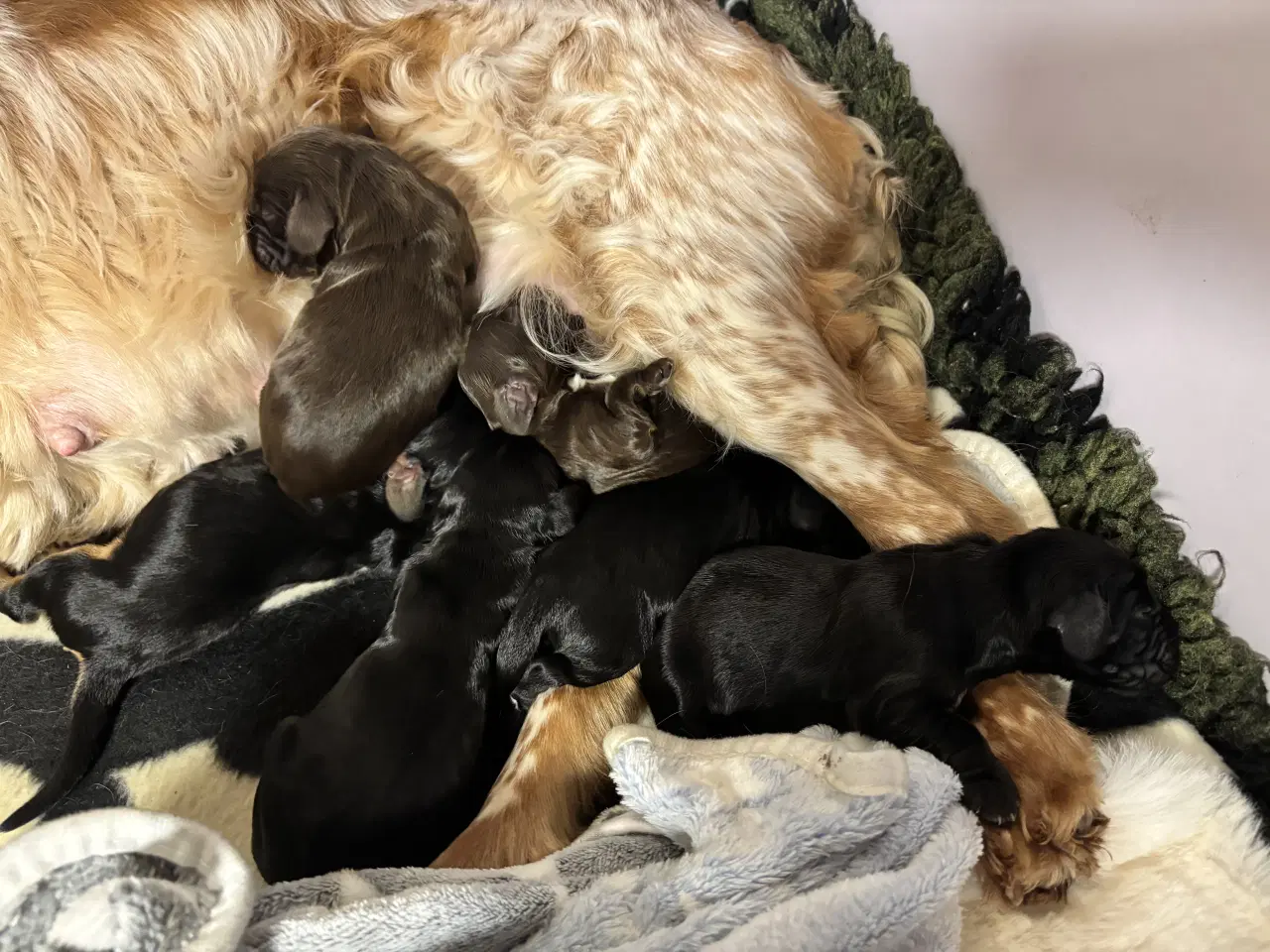 Billede 9 - Smukke Cockerhvalpe