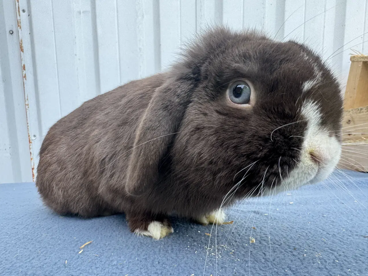 Billede 7 - Dværgvædder hankanin 2 år