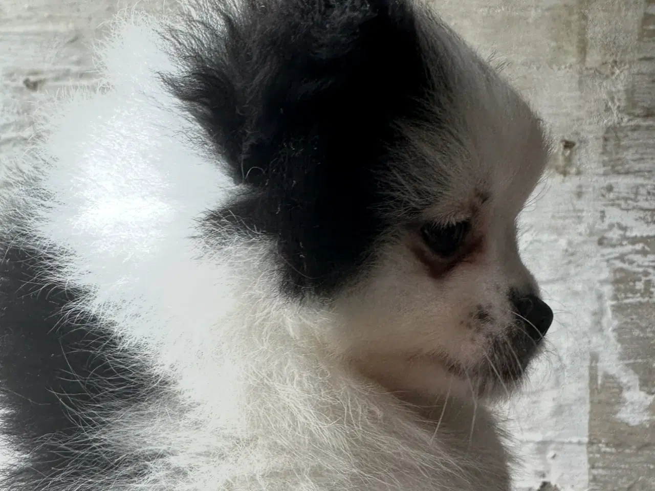 Billede 5 - Pomeranian Partycolor