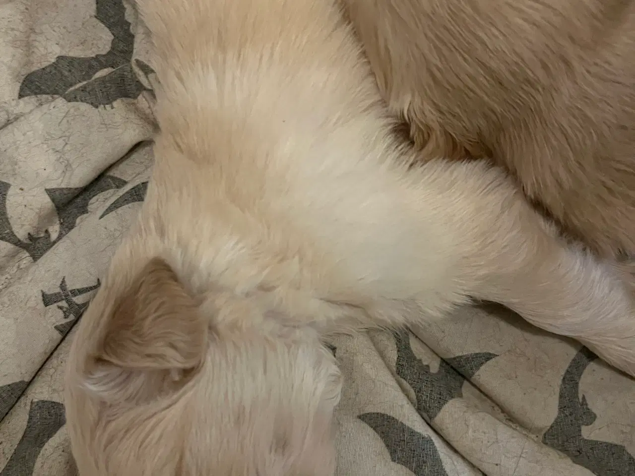 Billede 10 - Familie hunde søger nyt hjem