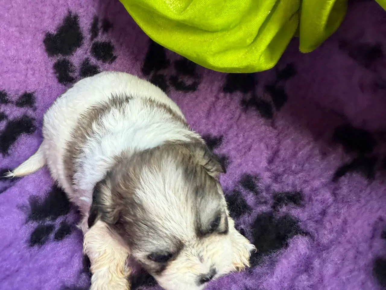 Billede 8 - Shih  tzu-mor/ Coton de Tulear-far