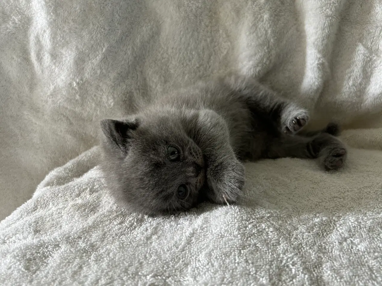 Billede 3 - British shorthair han killing sælges