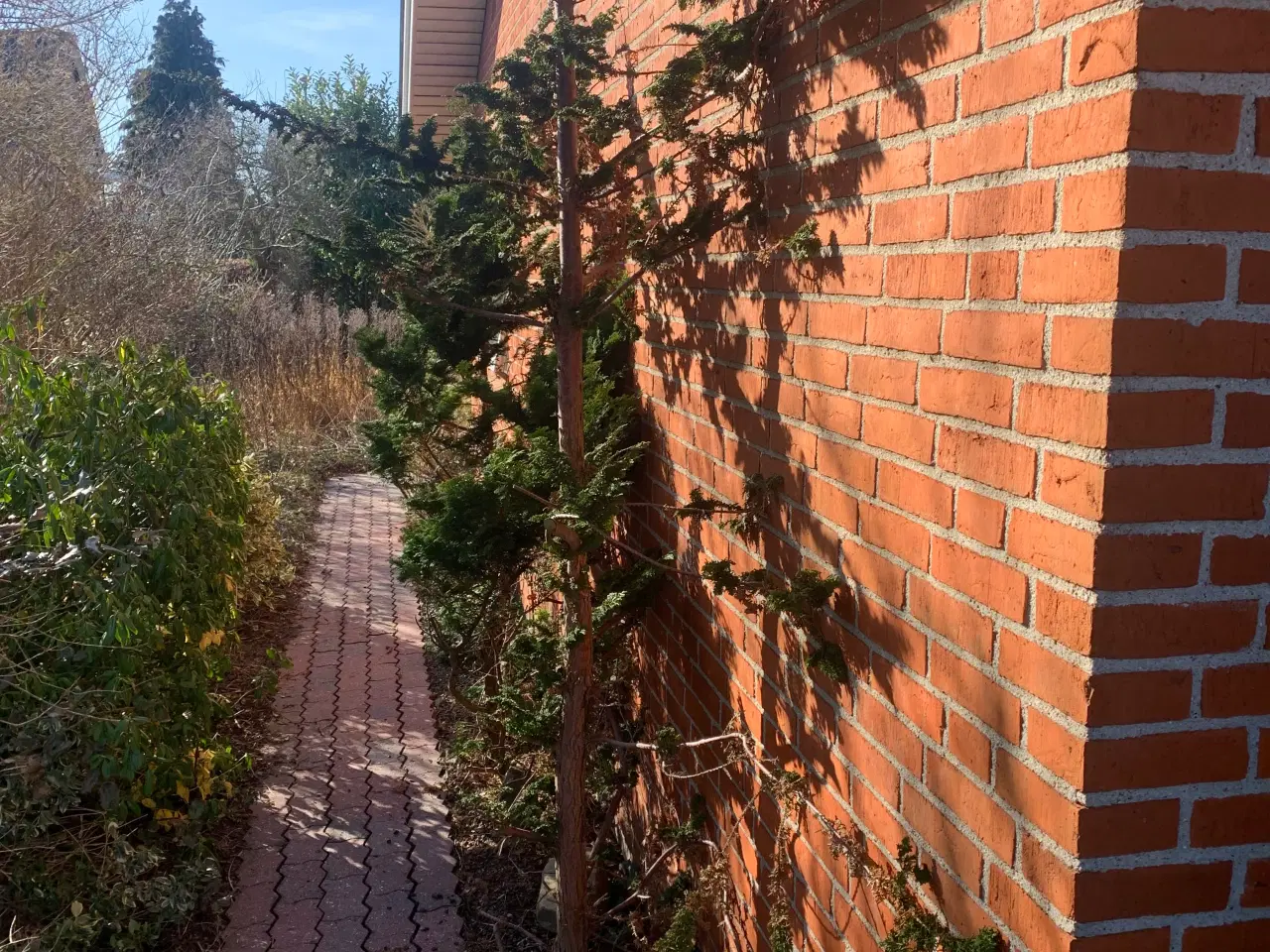 Billede 5 - Thuja busk og solbærbusk m m og mange marksten