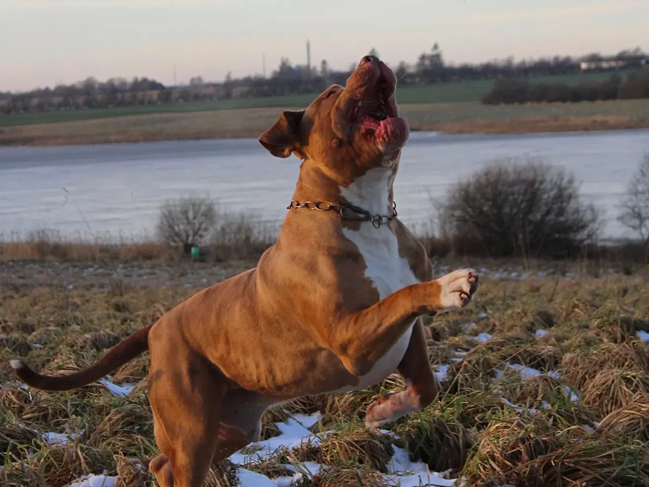 Billede 7 - American Bully tilbydes til avl 