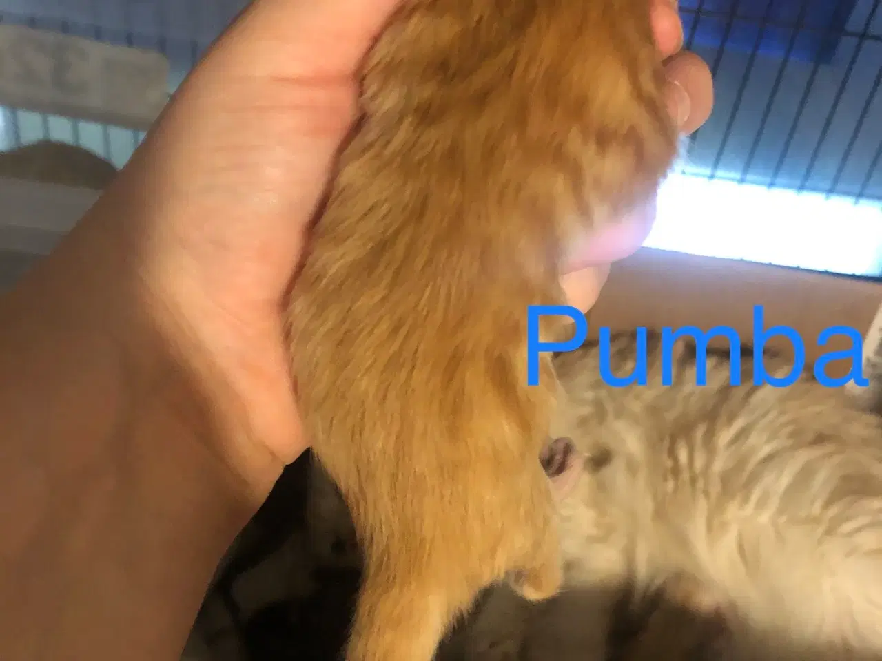 Billede 4 - Maine coon killinger unden travle 