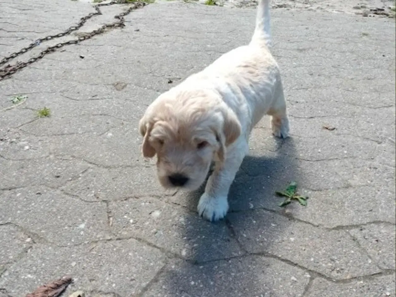 Billede 3 - Labradoodle hvalpe (F2) sælges