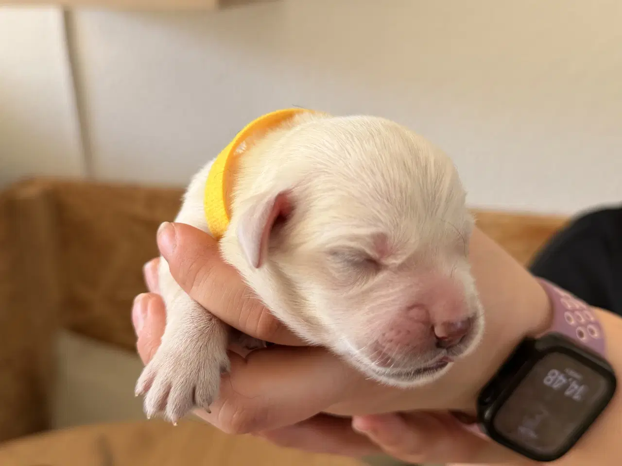 Billede 10 - Golden Retriever/Labrador hvalpe